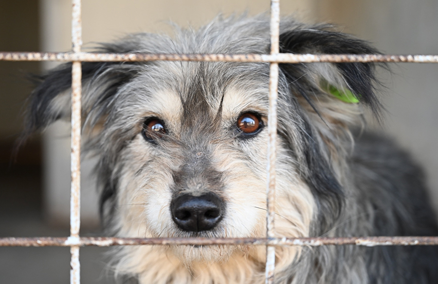 Be a Super Paw-pal for #roldadogs