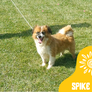 Spike