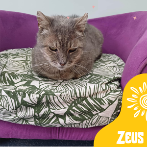 Zeus